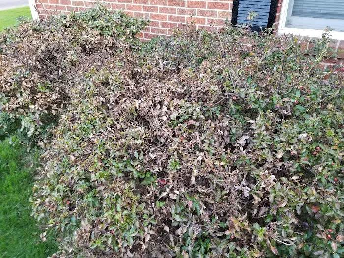TruGreen Lawn Care Picture 7