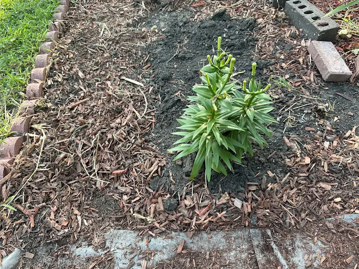 Red Dog Lawncare & Ext. Remodeling Picture 6