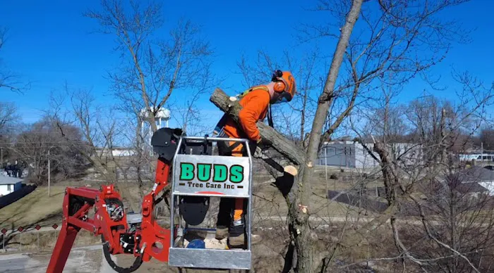Bud's Tree Care Picture 1