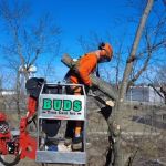 Bud's Tree Care