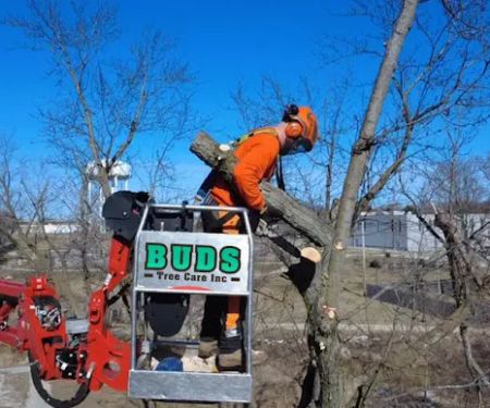 Bud's Tree Care