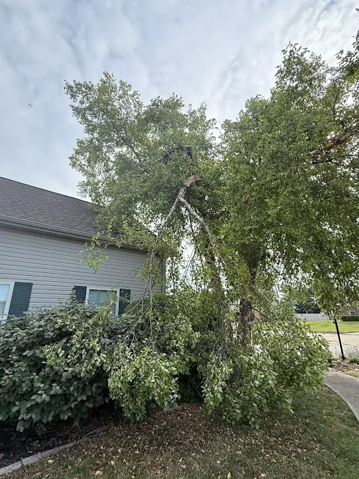 Bud's Tree Care Picture 5