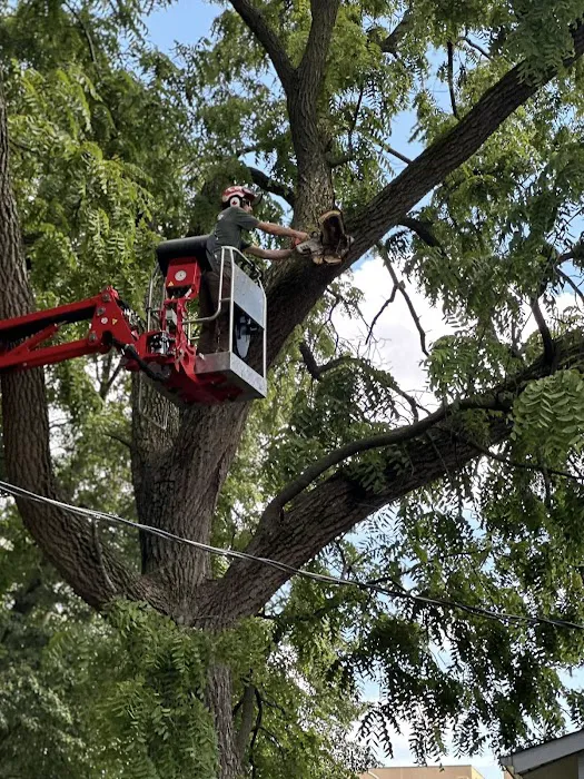 Bud's Tree Care Picture 8