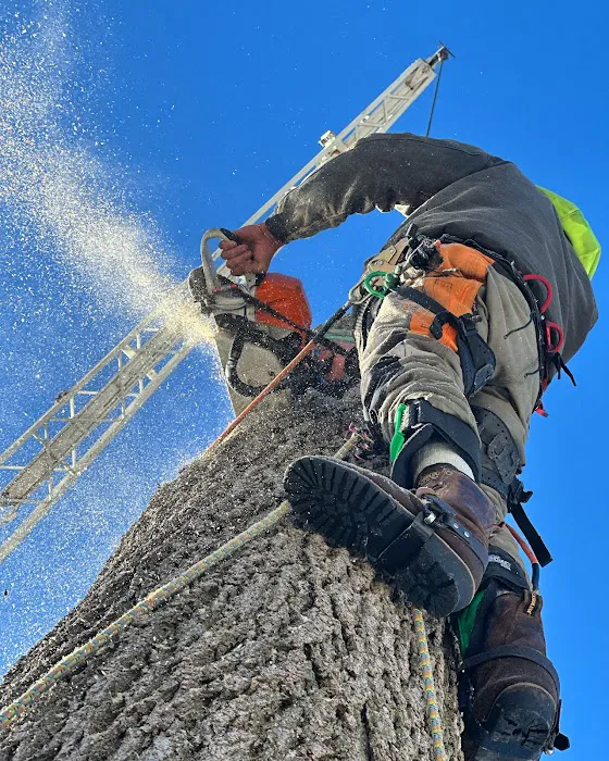 Bud's Tree Care Picture 10