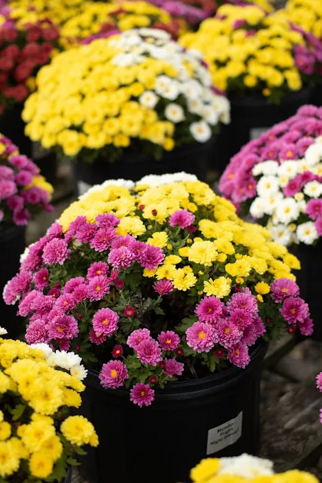 Country Arbors Nursery Picture 5