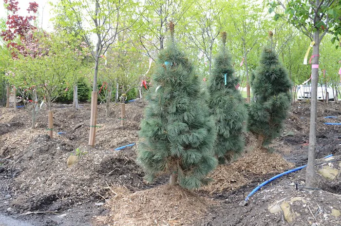 Penn Landscaping and Sunburst Nursery Picture 4