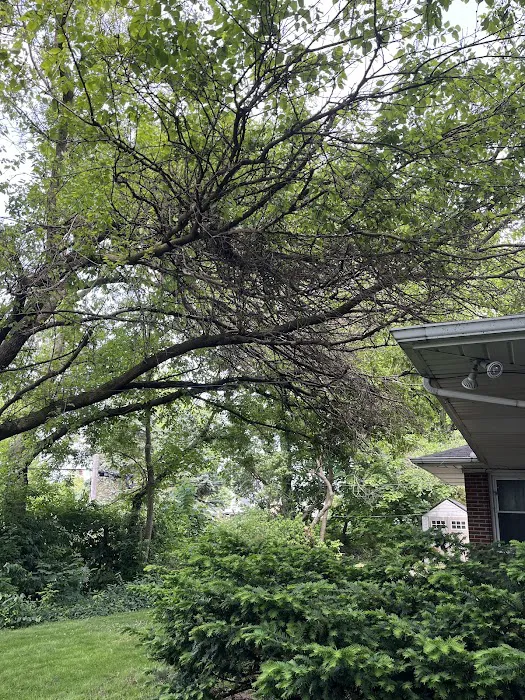 Above & Beyond Tree and Shrubbery Service Picture 10