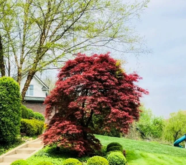 Fuerbringer Landscaping & Design Picture 3
