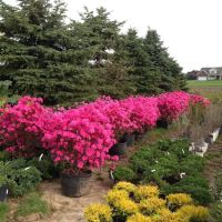 Springcreek Landscaping & Nursery, LLC. ico