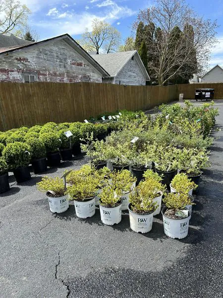 Anne's Garden Center Dixon Picture 5