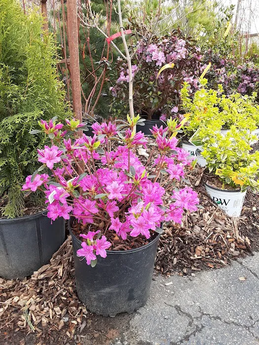 McCormick's Nursery & Garden Center Picture 10