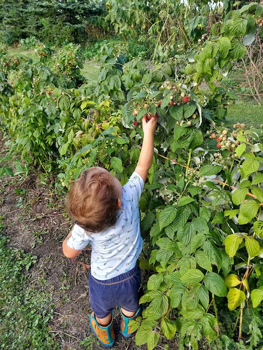 Stillman Valley Nursery & Garden Center Picture 1