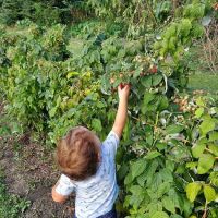 Stillman Valley Nursery & Garden Center ico