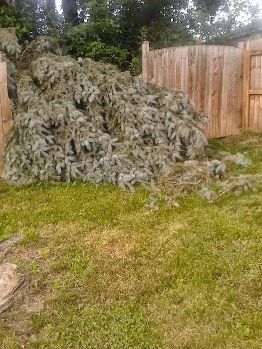 Axel's Professional Lawn & Tree care Picture 4