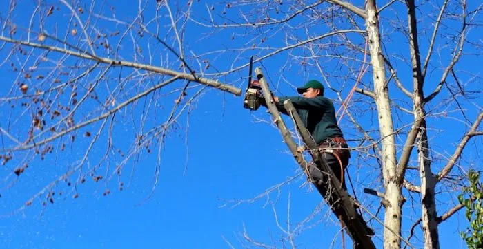 Woodchuck Tree Service Picture 2