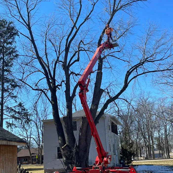 Woodchuck Tree Service Picture 6