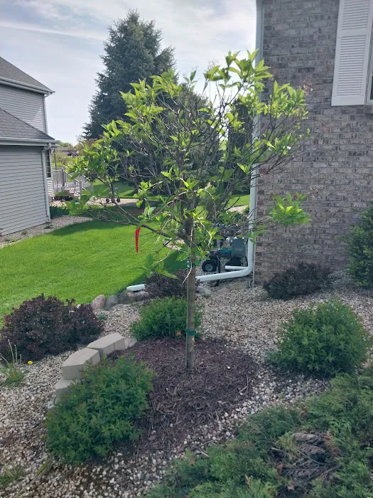 ALB Tree Services Picture 7