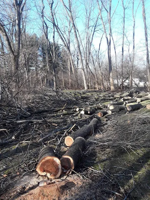 ALB Tree Services Picture 3
