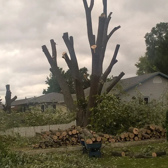 ALB Tree Services Picture 8