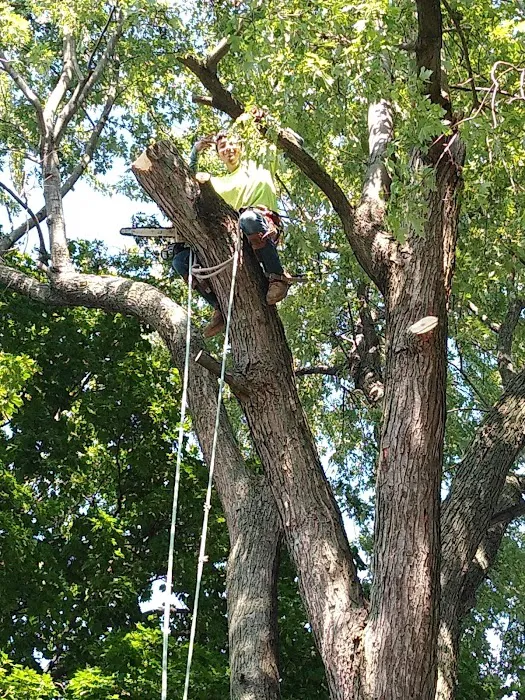 ALB Tree Services Picture 9