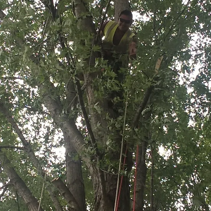 ALB Tree Services Picture 6
