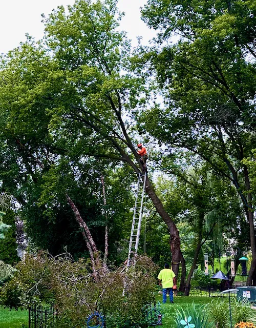Rodriguez Landscape Company Picture 8