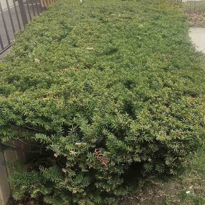 LawnStarter Picture 2