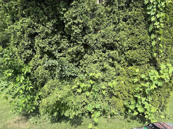 Moss & Petal Lawn Care Picture 2