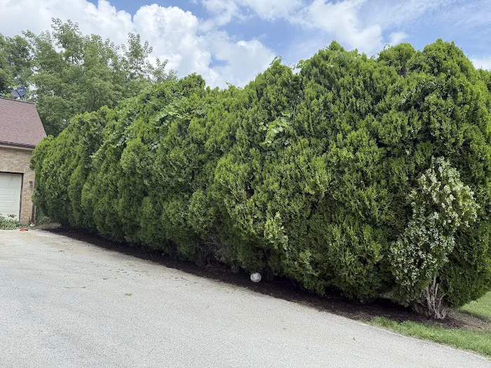 Moss & Petal Lawn Care Picture 1
