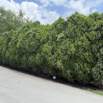 Moss & Petal Lawn Care