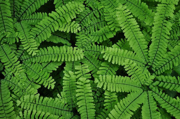 Eco Harmony Landscape & Design Picture 7