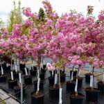 Musall's Lawn, Garden & Landscape Center