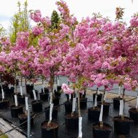 Musall's Lawn, Garden & Landscape Center ico