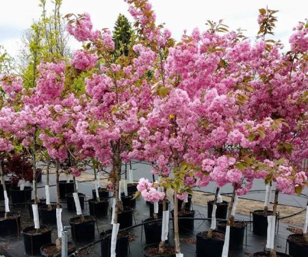 Musall's Lawn, Garden & Landscape Center