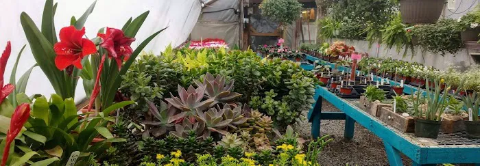 Musall's Lawn, Garden & Landscape Center Picture 7