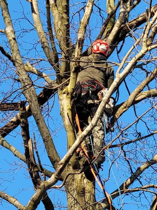 D 2 Lawn & Tree Services Picture 3
