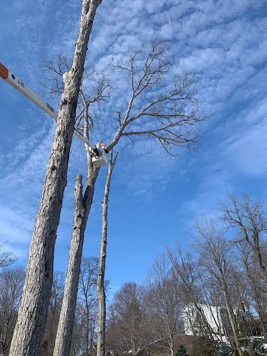 D 2 Lawn & Tree Services Picture 2
