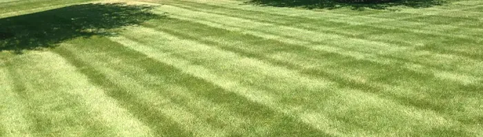 D 2 Lawn & Tree Services Picture 7