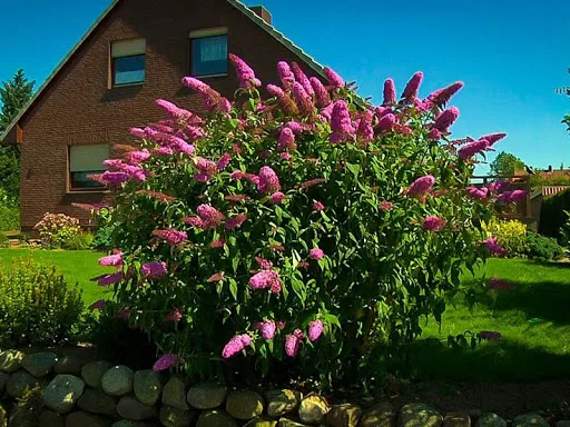 Anderson & Wright Landscaping Picture 6