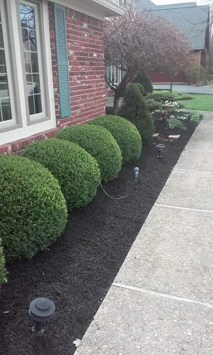 Mascari Lawn & Landscape Picture 3