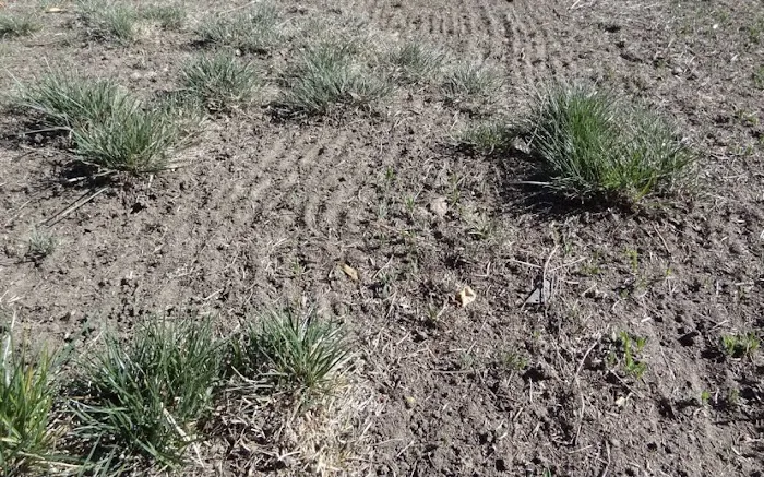 Green Care Lawn & Landscape Picture 1