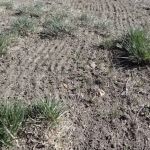 Green Care Lawn & Landscape
