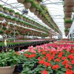 Washington Greenhouse