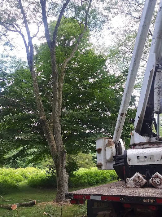 Long Branch Tree Service LLC Picture 6