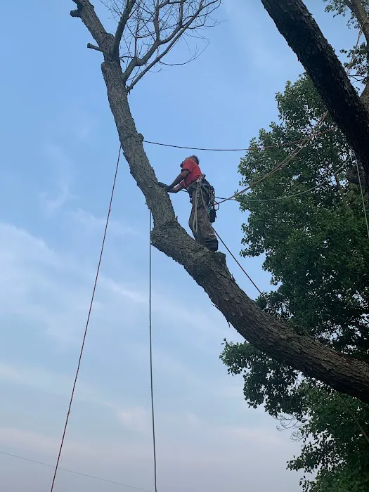 Long Branch Tree Service LLC Picture 2