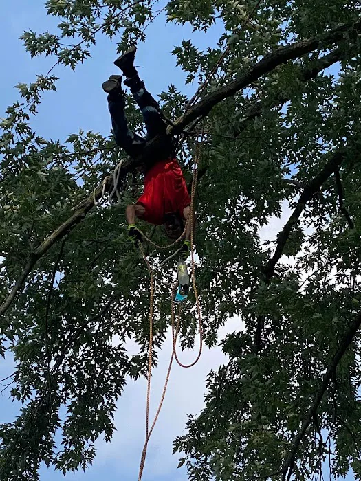 Long Branch Tree Service LLC Picture 4