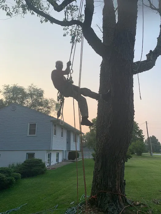 Long Branch Tree Service LLC Picture 8