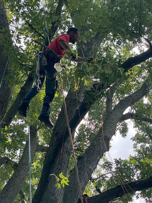 Long Branch Tree Service LLC Picture 9