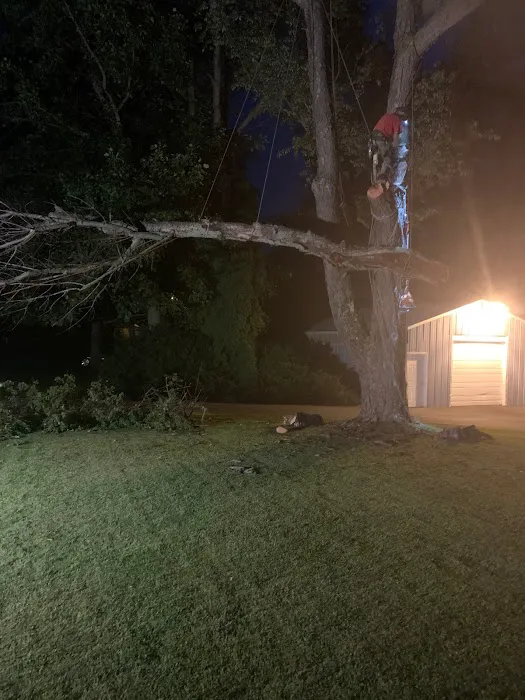 Long Branch Tree Service LLC Picture 1