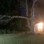 Long Branch Tree Service LLC